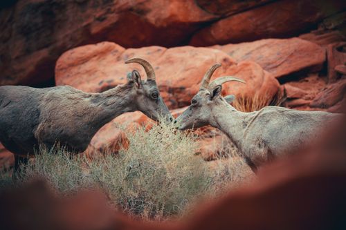 Free Two wild bighorn sheep interact in red rocky landscape of a national park. Stock Photo
