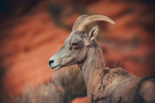 Free Close-up of a bighorn sheep in a desert environment with red rock background. Stock Photo