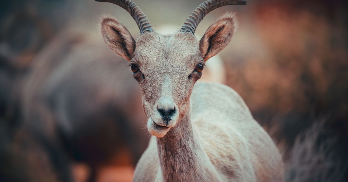 Chewing Young Goat · Free Stock Photo
