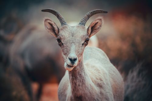 Free A detailed portrait capturing the curious gaze of a wild goat in its natural habitat. Stock Photo