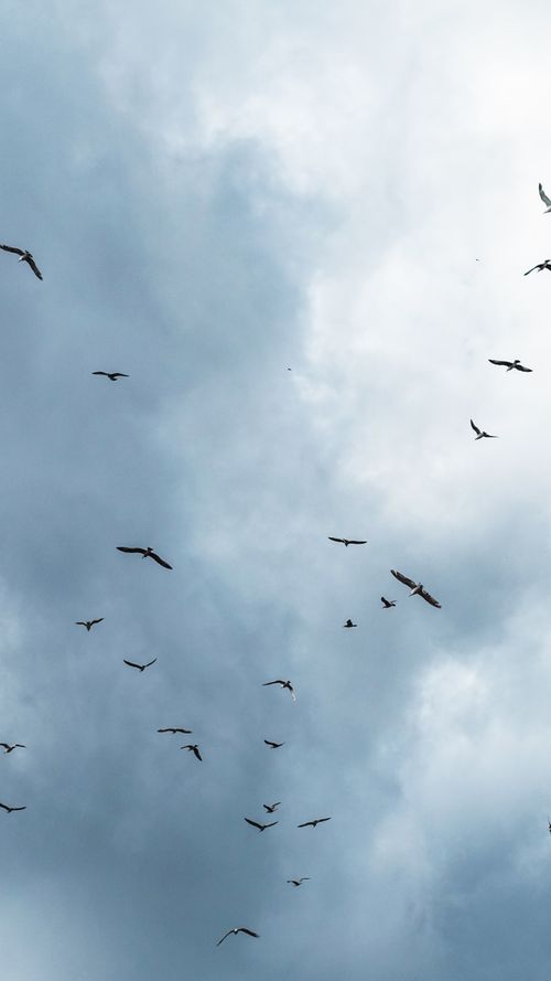 Free A serene view of birds soaring gracefully under a dramatic cloudy sky. Stock Photo