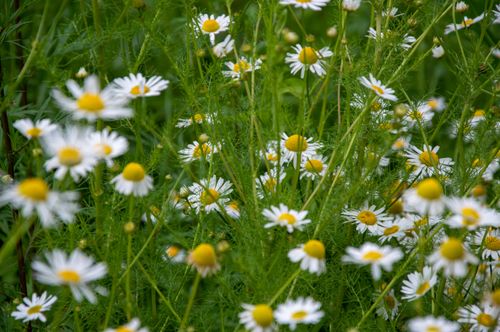 Free Close-up of blooming wild chamomile flowers in a lush green spring meadow. Stock Photo