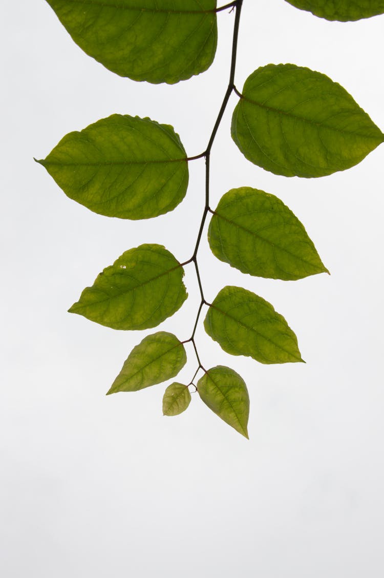 Branch With Leaves