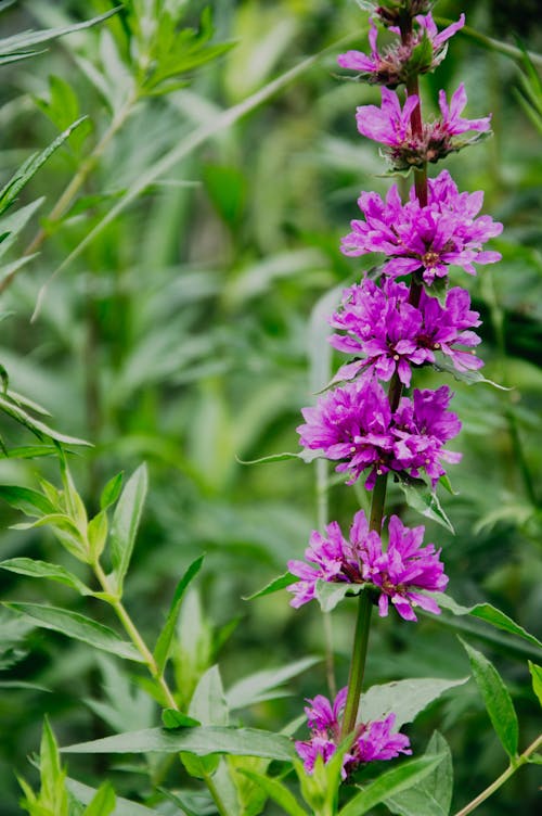 Blossoming Spiked Loosestrife