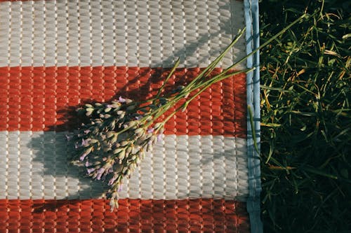 Imagine de stoc gratuită din ciorchine, ciorchinilor, flori