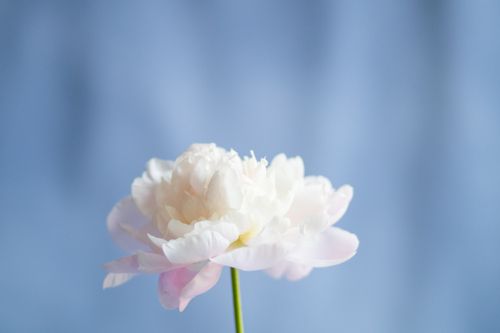 Free A soft-focus image of a white peony blossom against a pastel blue background, capturing elegance. Stock Photo