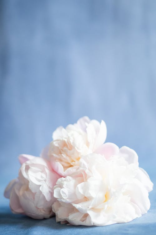 White Hydrangea on Blue