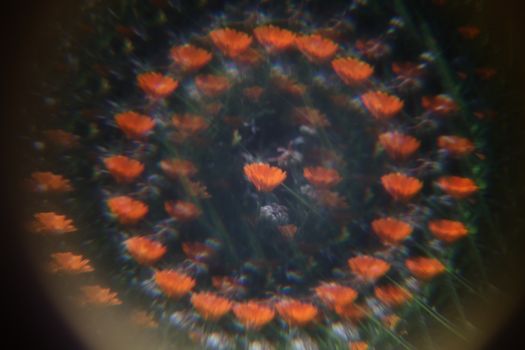 Hypnotic spiral pattern of vibrant orange flowers with artistic abstract effect.