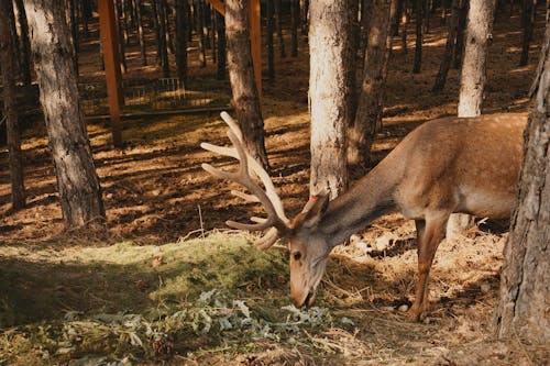 beslemek, çim, geyik boynuzları içeren Ücretsiz stok fotoğraf