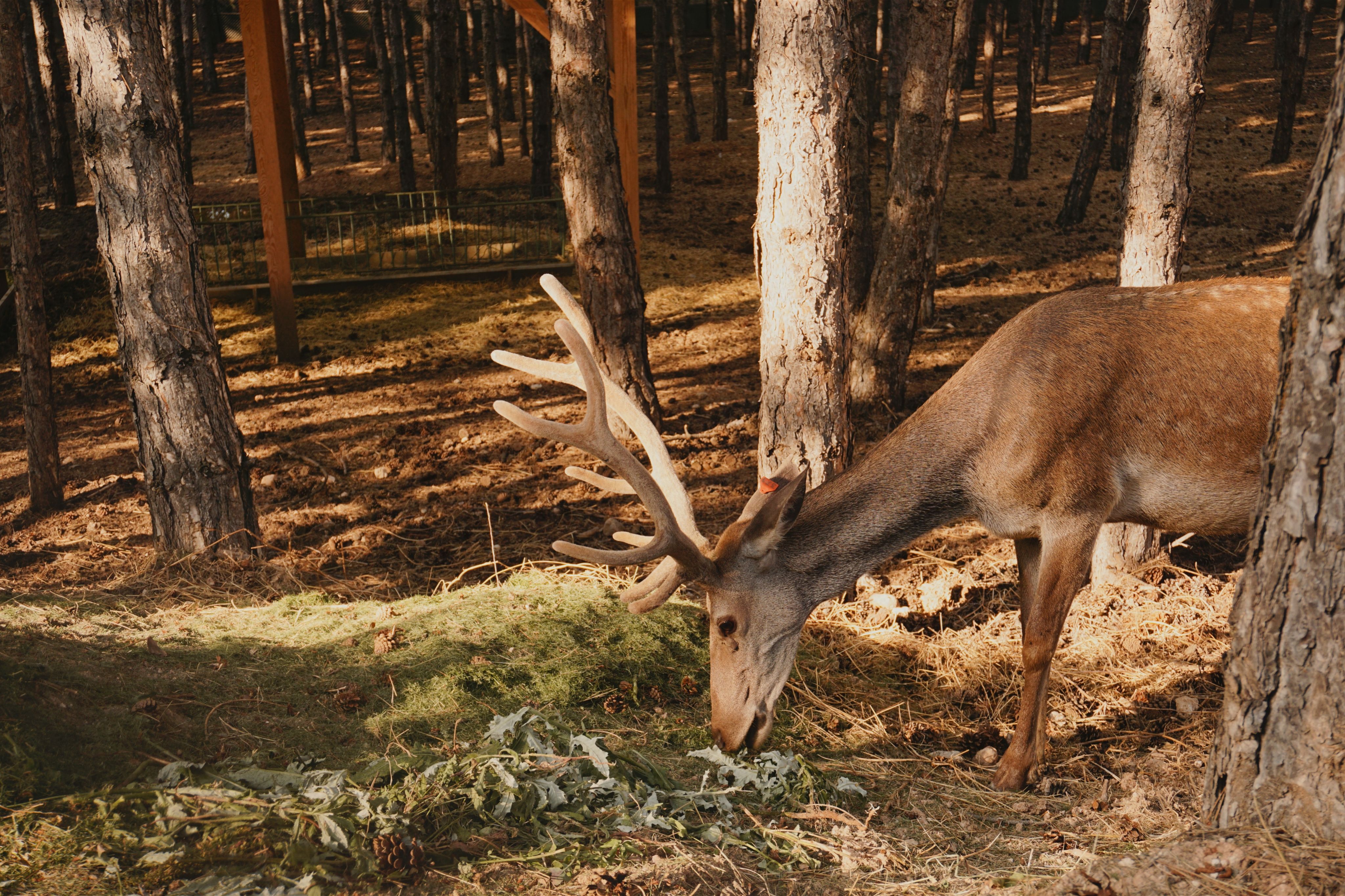 Reindeer in a Forest · Free Stock Photo