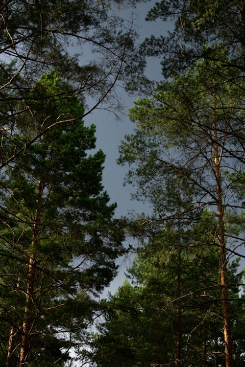 Kostnadsfri bild av lågvinkelfoto, natur, skog