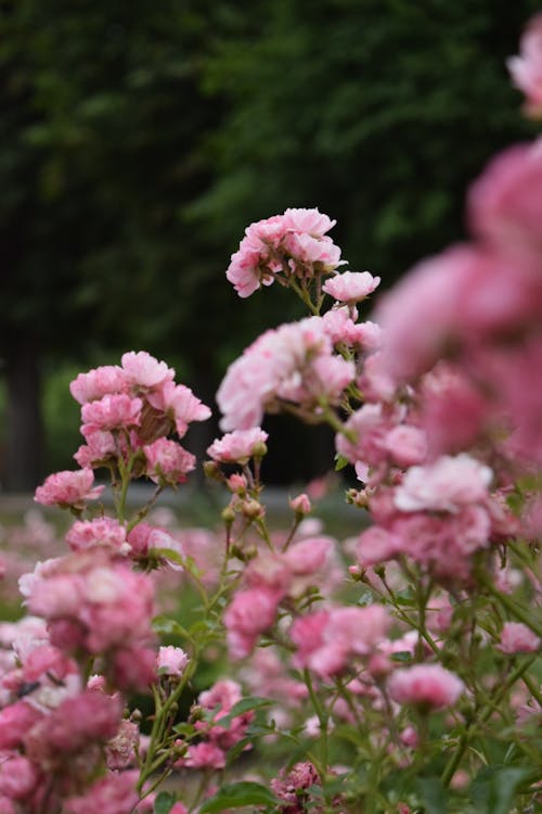 Foto stok gratis berwarna merah muda, bunga-bunga, kebun