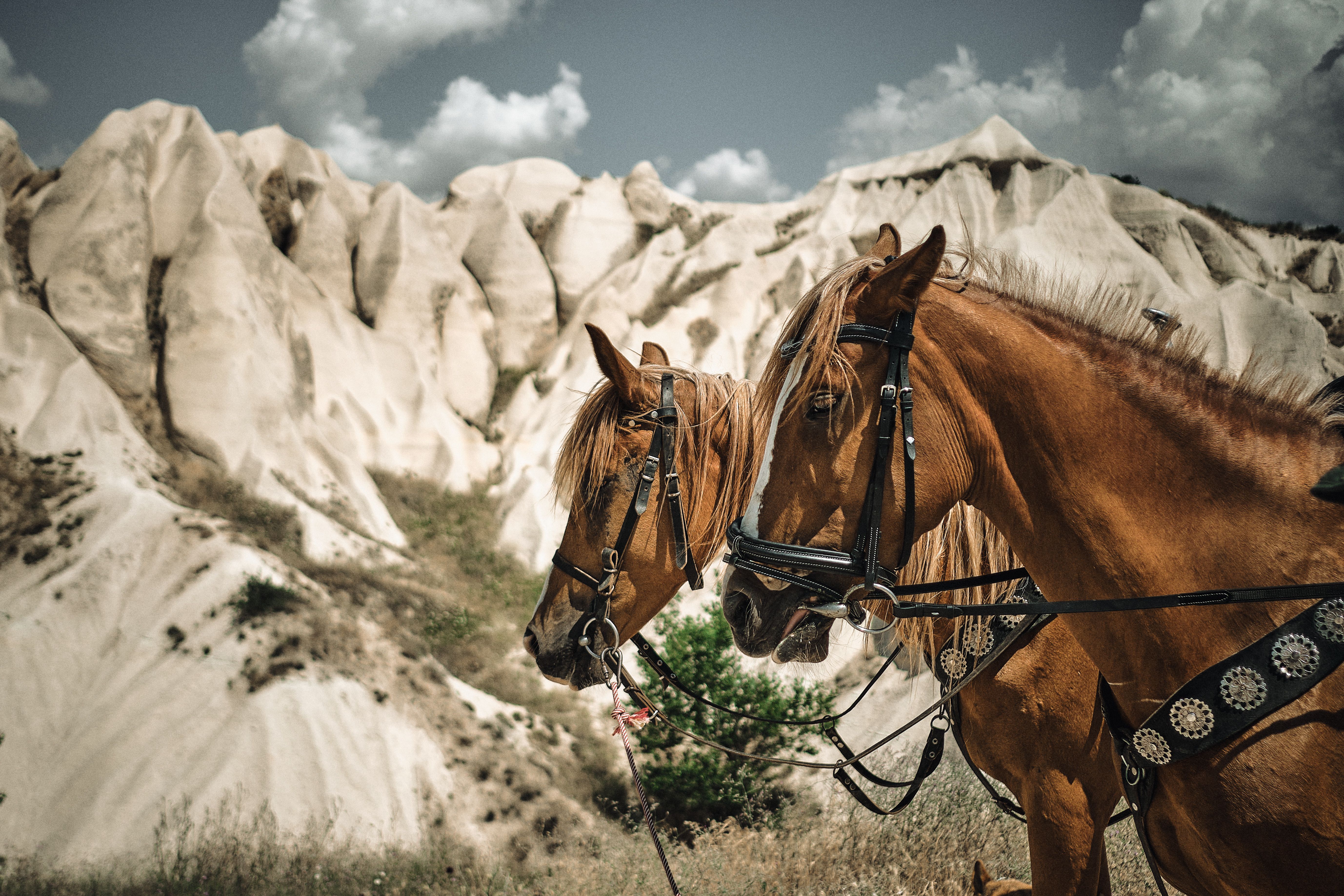 Horseback Riding