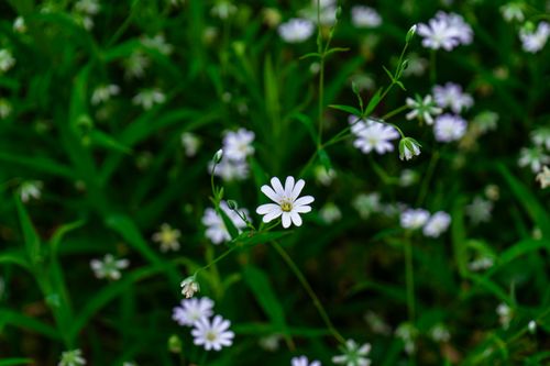 Free Close-up of delicate Greater Stitchwort flowers blooming in a lush green summer meadow. Stock Photo