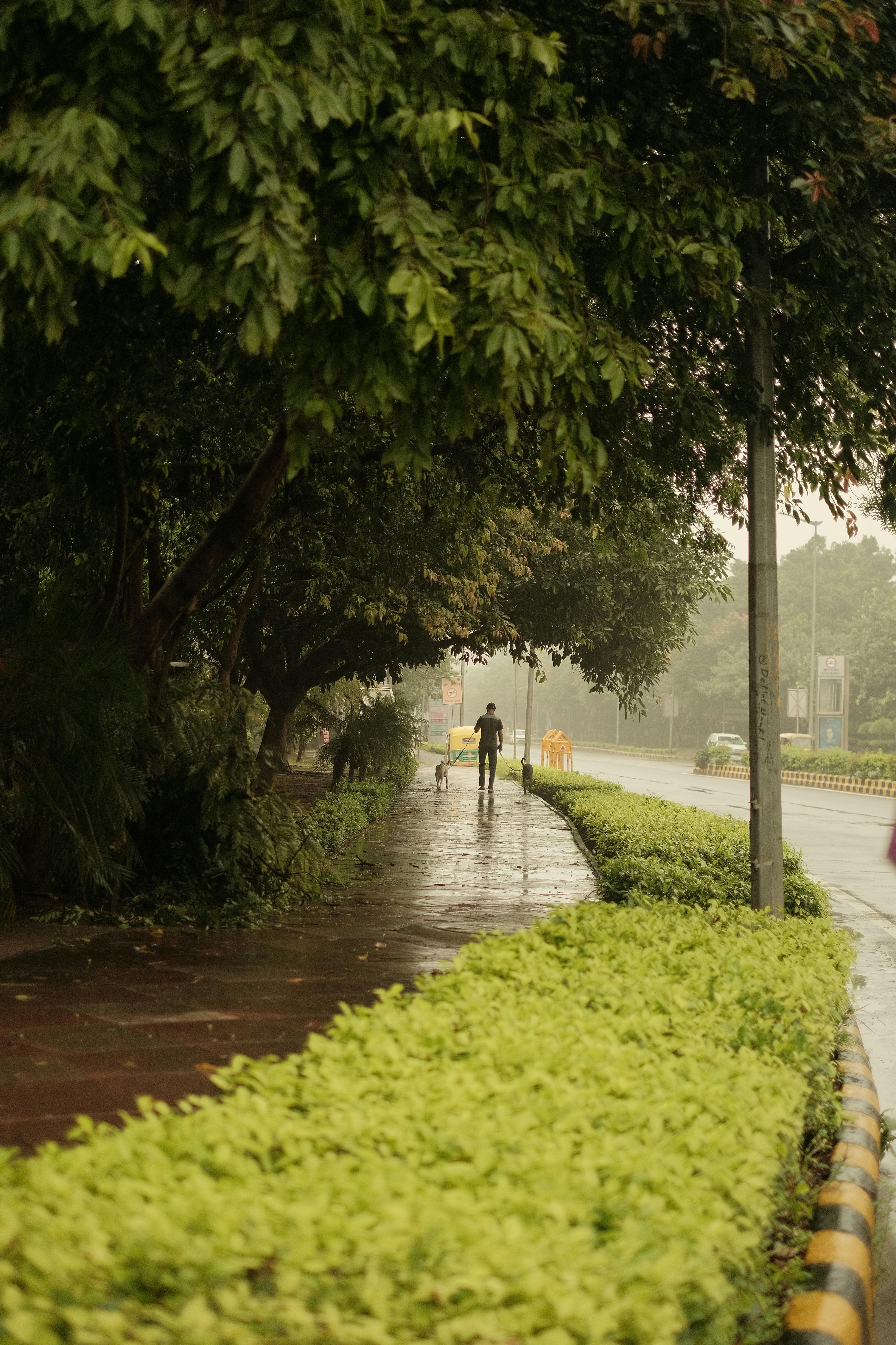 Why Do Dogs Have Wet Noses? Uncover The Fascinating Truth! 5 The Health Benefits of a Wet Nose: What Your Dog's Moisture Levels Reveal