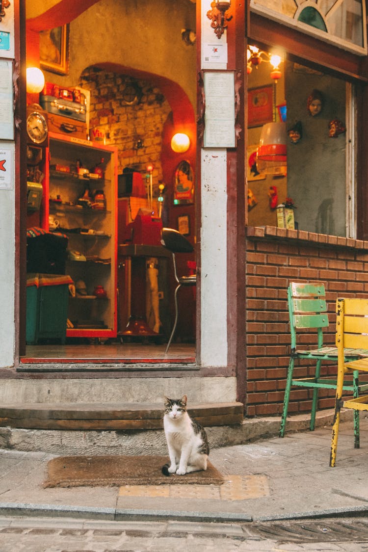 Cat Sitting By Cafe Entrance