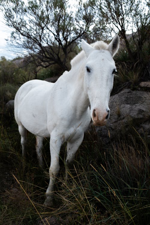 Photos gratuites de animal, champ, cheval blanc