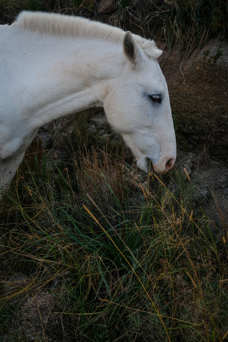 White Horse Eating Grass