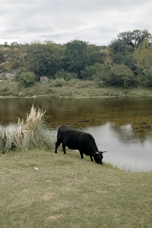 Cow Grazing by River