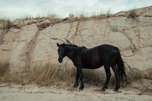 Black Horse Standing against Rock Formation