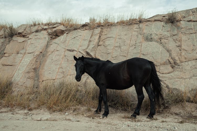 Black Horse Standing Against Rock Formation