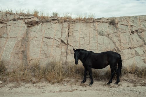 Black Horse Grazing by Rock Formation