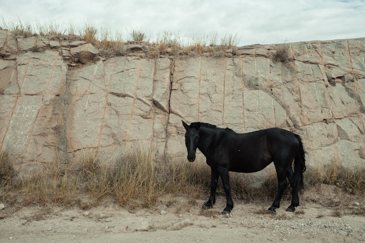 Black Horse Grazing By Rock Formation