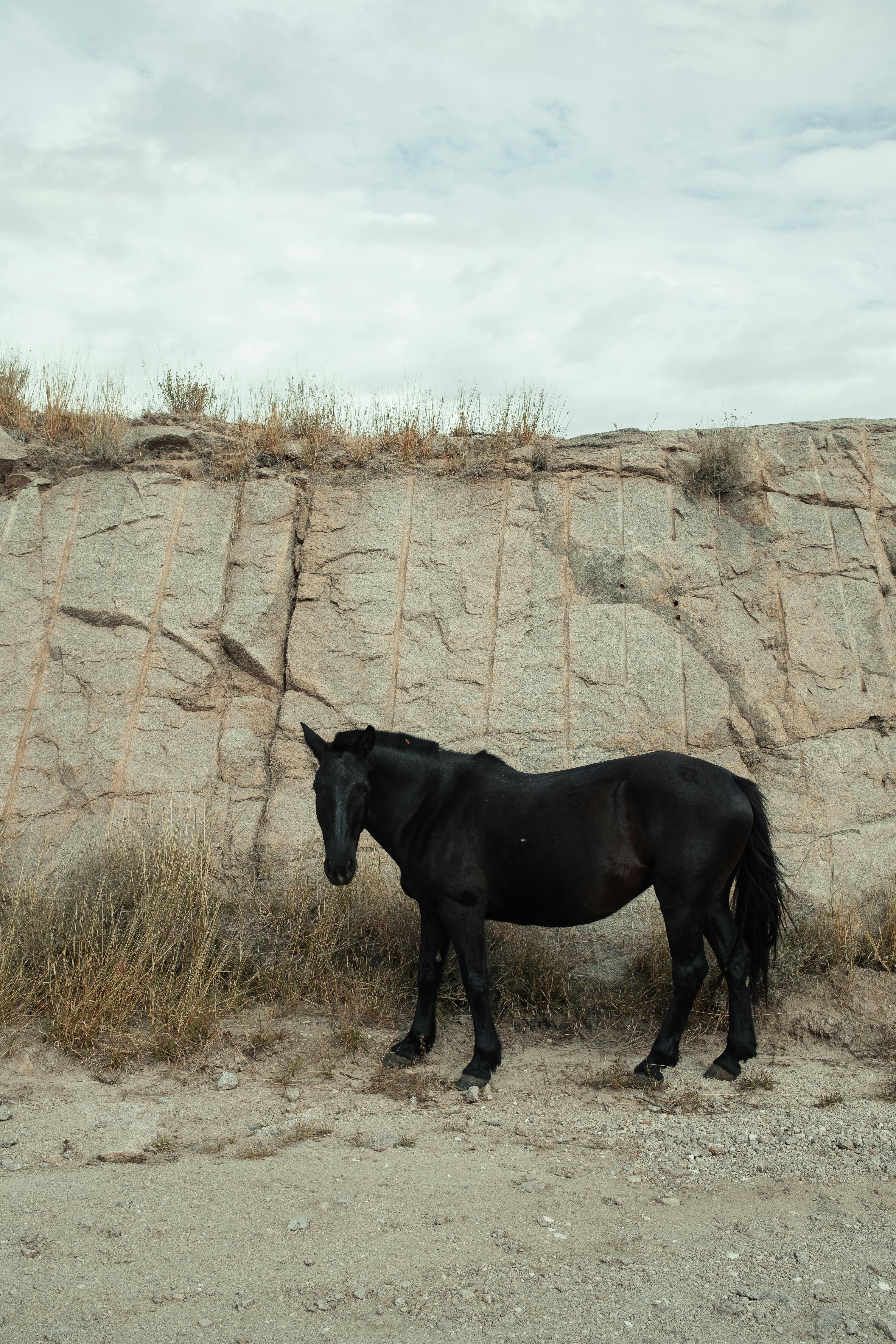 A black horse stands near a rugged rock formation, embodying rural tranquility.