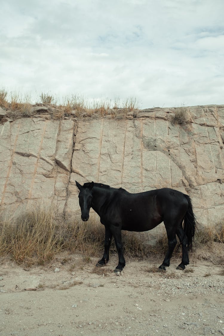 Horse Standing By Rock Formation