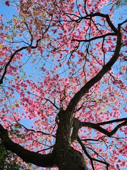 Beautiful cherry blossoms seen from below, capturing the essence of spring in Centro, Brazil.
