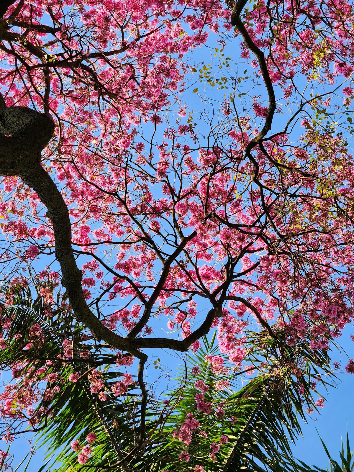 pink-palm-tree-photos-download-the-best-free-pink-palm-tree-stock