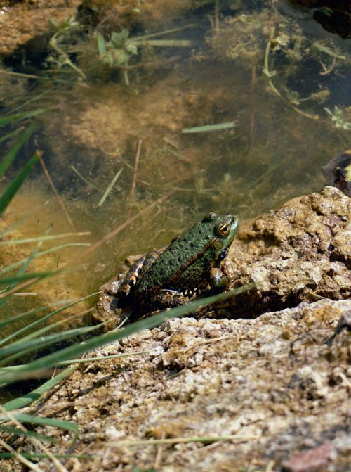 Free A close-up of a frog on a rock near a pond, showcasing wildlife in its natural environment. Stock Photo