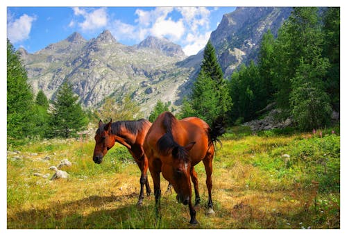 Kostenloses Stock Foto zu naturliebhaber