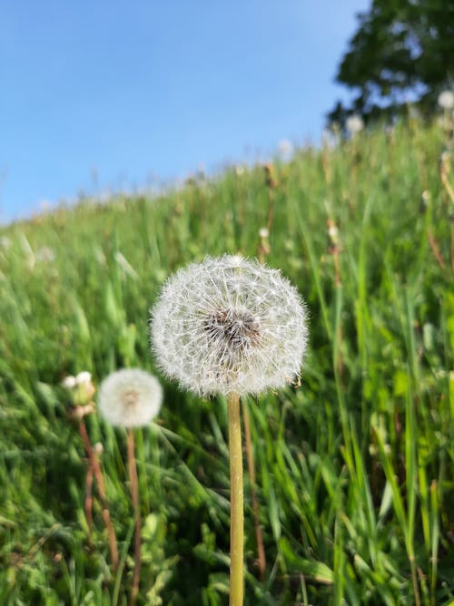 模糊背景, 相机对焦, 綠化 的 免费素材图片