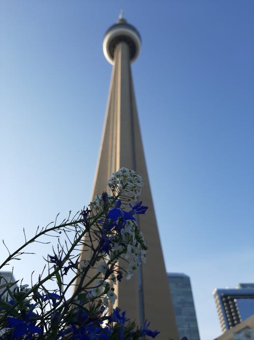 加拿大國家電視塔, 模糊背景, 清澈的蓝天 的 免费素材图片