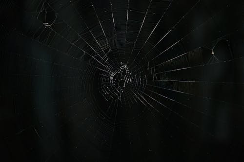Free stock photo of spider web