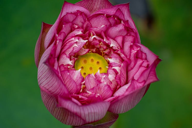 Pink Lotus Flower