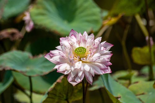 Close up of White Lotus Flower