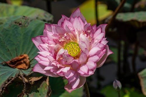 Gratis stockfoto met 'indian lotus', bladeren, bloeiend