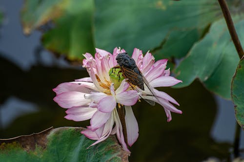 Insect on Lotus Flower