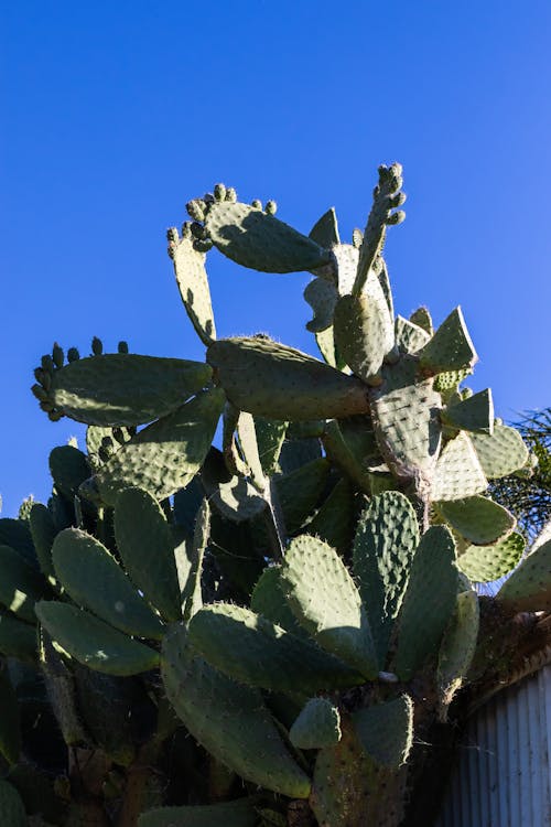 Gratis lagerfoto af blade, grøn, kaktus