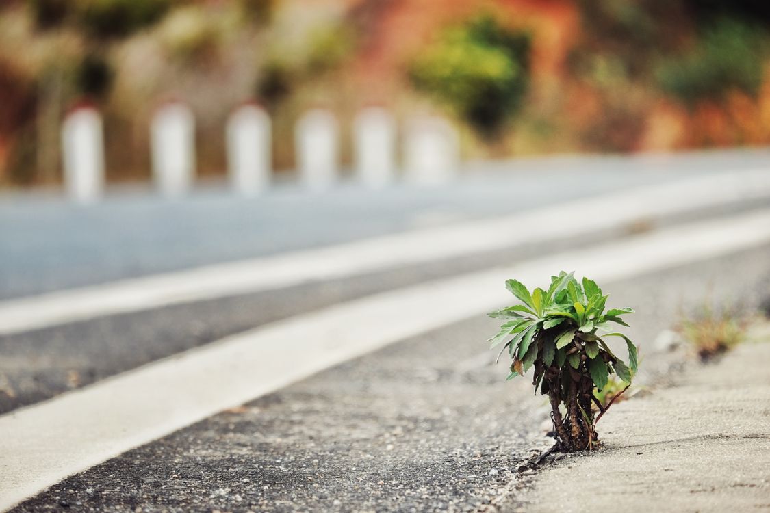 Edge Asphalt Rd Young Plant Growing at the Edge of Asphalt Road · Free Stock Photo