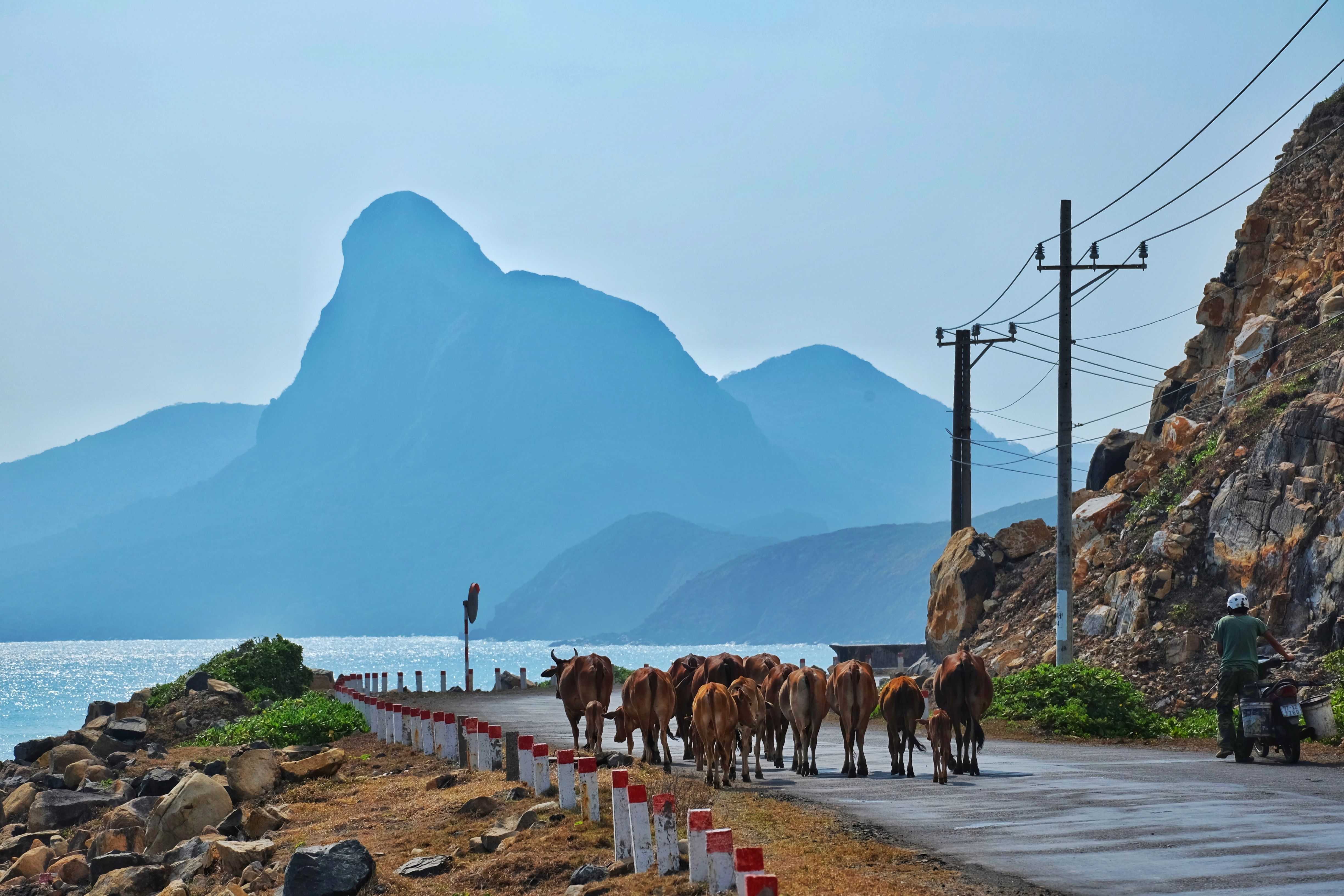 Herd of cattle and lone motorcyclist on a scenic coastal road in Vietnam with tropical landscape. — lounges at Con Dao Island Airport