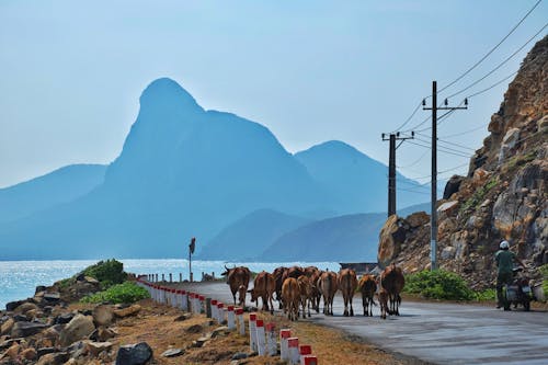 Immagine gratuita di bestiame, con dao, isola
