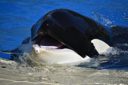 Fotobanka s bezplatnými fotkami na tému orca, povrchné, tapeta