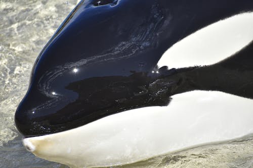 Close-up of an Orca