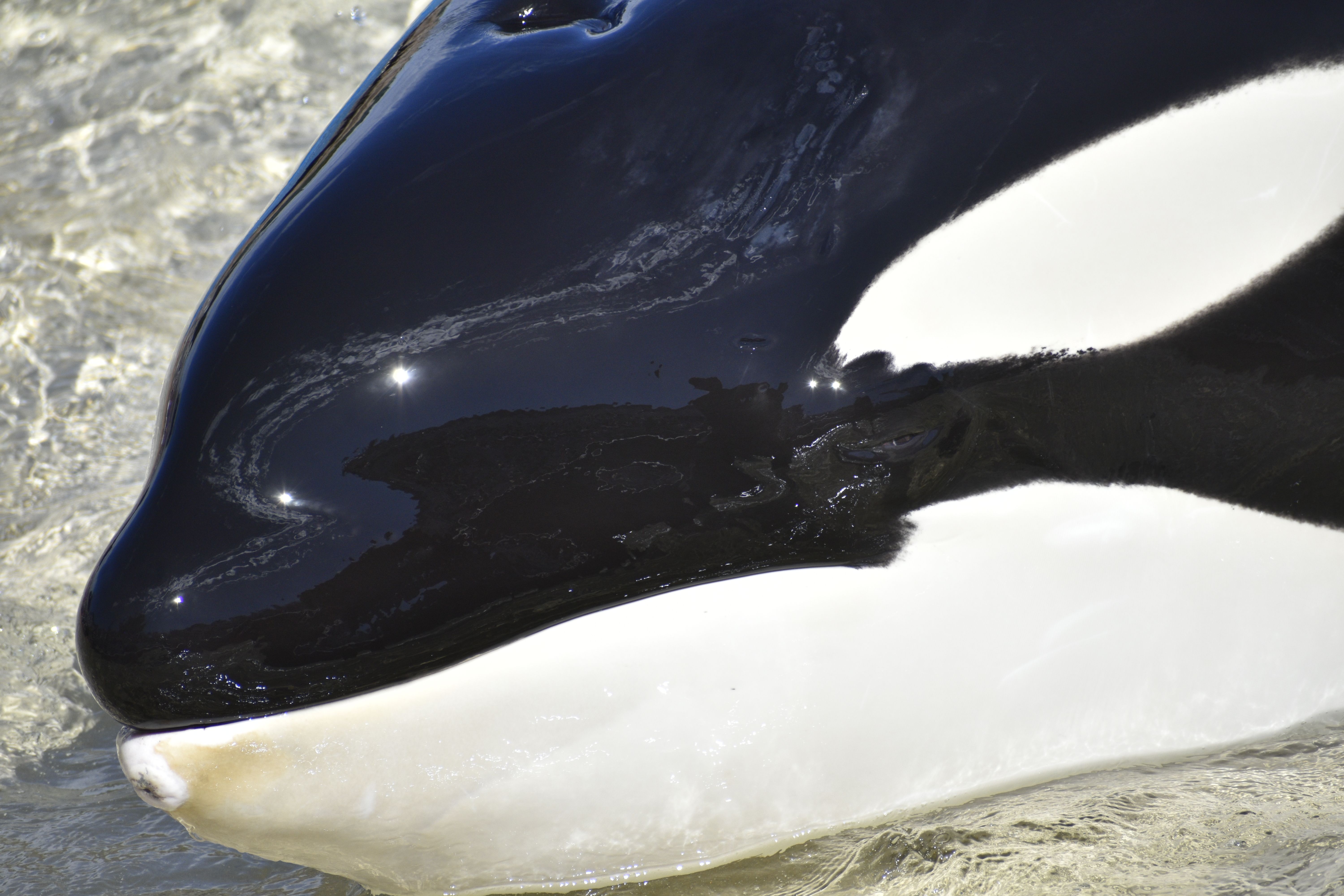 360.653+ Fotos y Imágenes de Orca texture Gratis · Banco de Fotos Gratis