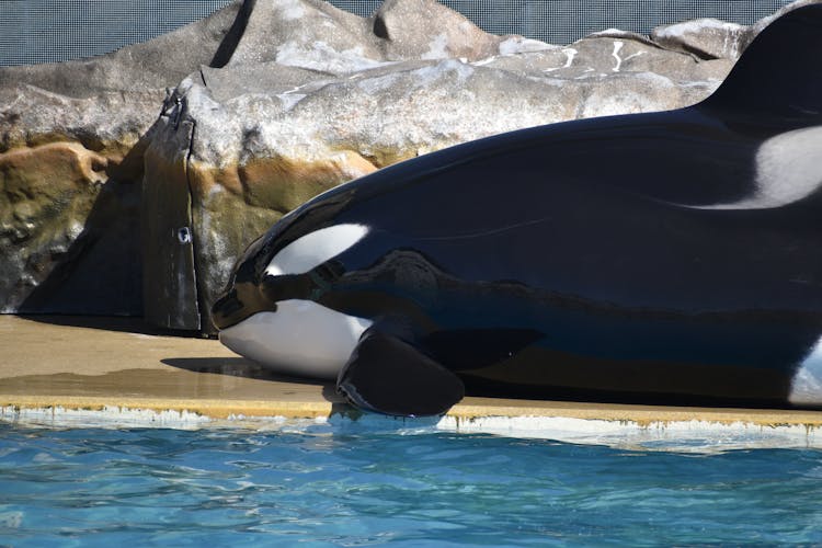 Orca In Zoo