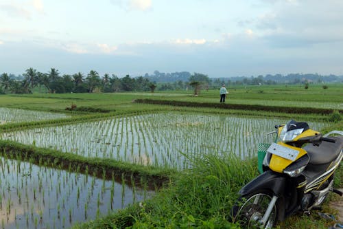 Paddy Field Bali