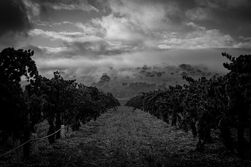 Бесплатное стоковое фото с Австралия, виноградник, сельская местность